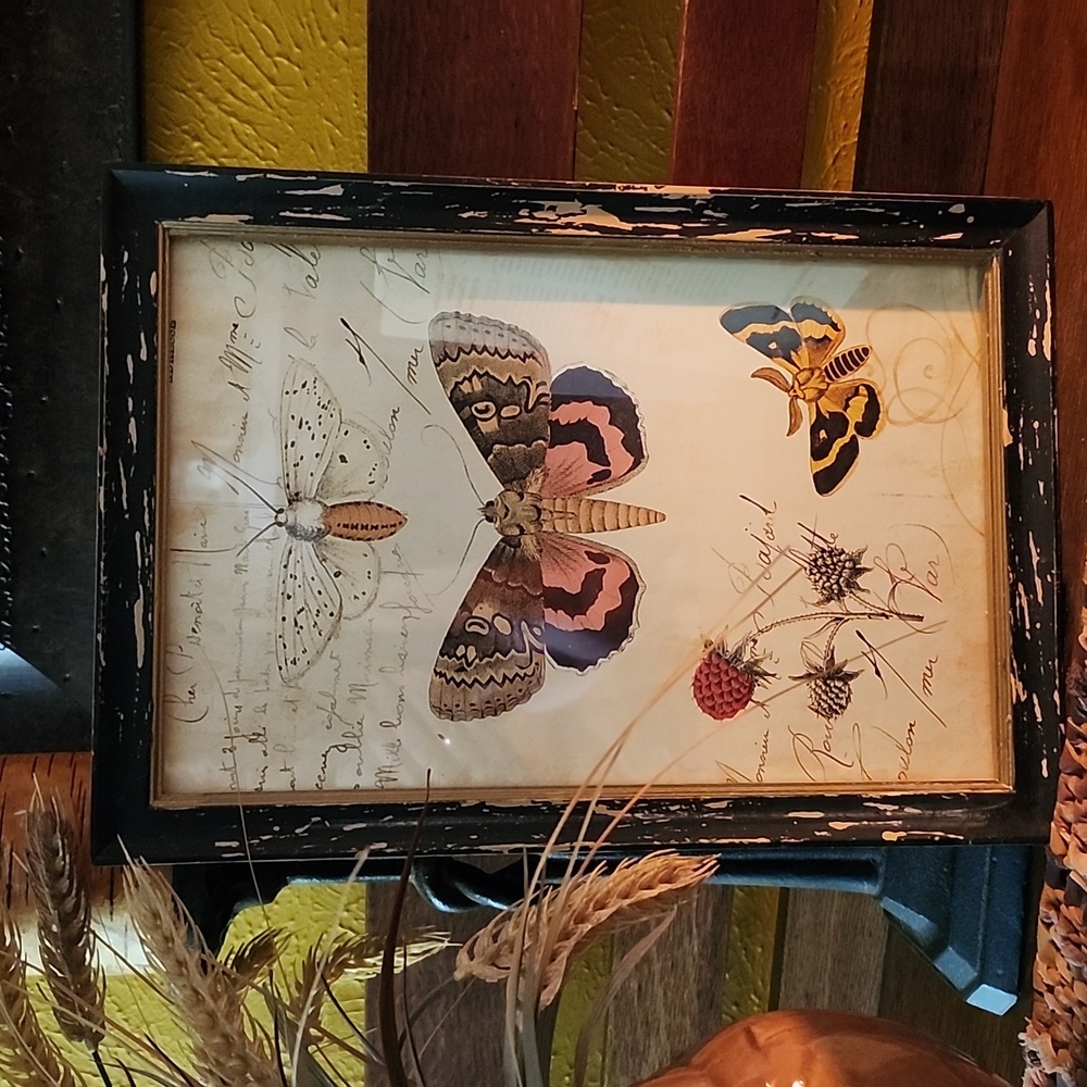 RETRO/ANTIQUED BUTTERFLY/MOTH FRAMED PRINT